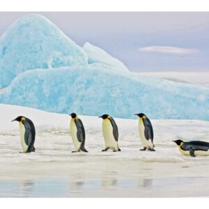Obraz Penguins